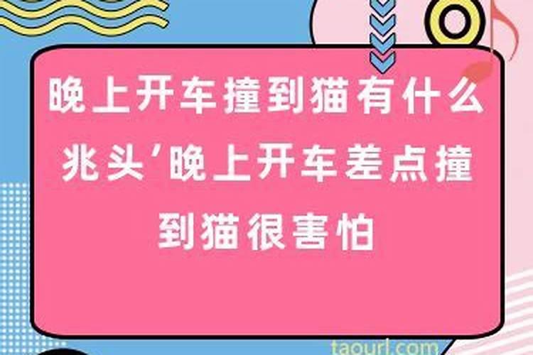 开车撞死猫有什么兆头开车撞死猫运势如何