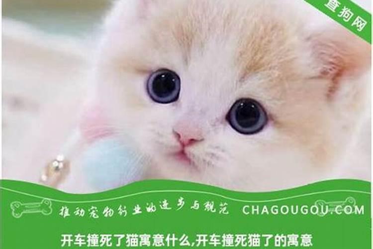 开车撞死猫是什么预兆？