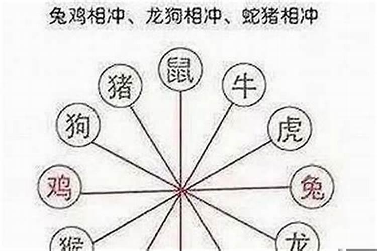 属虎的人犯冲什么属相？